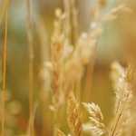 These plants will help you sleep better
