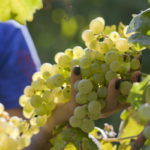 Best French Wine