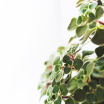 House plants @PeakLife