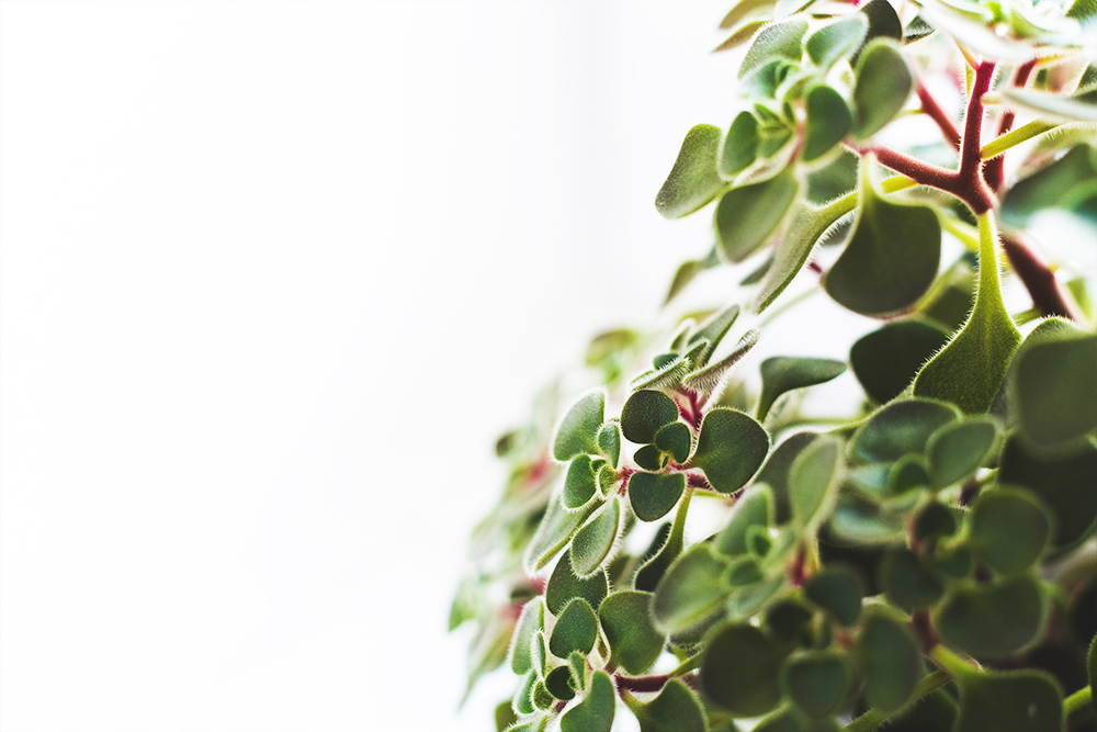 House plants @PeakLife