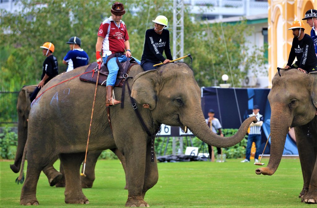 Elephant Polo @PeakLife