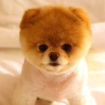 World’s most famous dogs on the internet