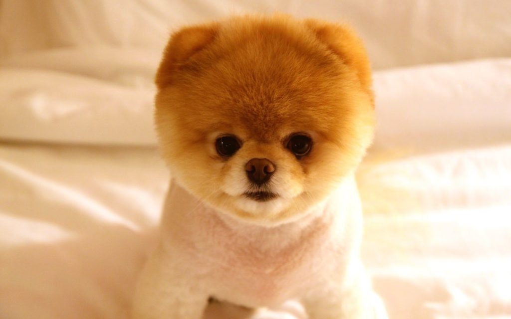 World’s most famous dogs on the internet