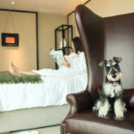 Getting Pet-Friendly at Mandarin Oriental