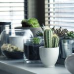 5 ways gardening and plants can reduce stress