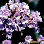 The rare Neelakurinji flowers to bloom after 12 years