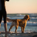 Thinking Pets? Here Are 6 Pet-Friendly Hotels from all across the World