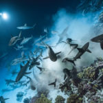 Blancpain and the Oceans