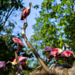 Everything You Need to Know About the To-be Launched Bird Paradise in Singapore