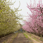 Go Wild in California This Spring-Cover Image