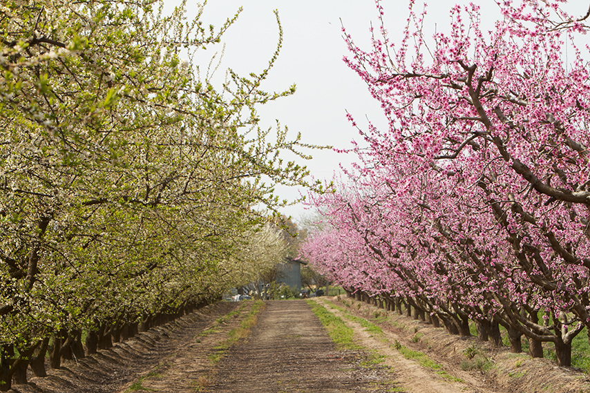 Go Wild in California This Spring-Cover Image